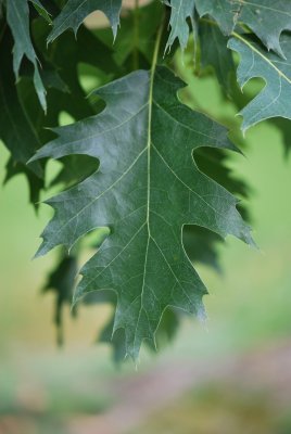 Quercus palustris - dub bahení - list